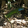 Fauna - jašterica zelená