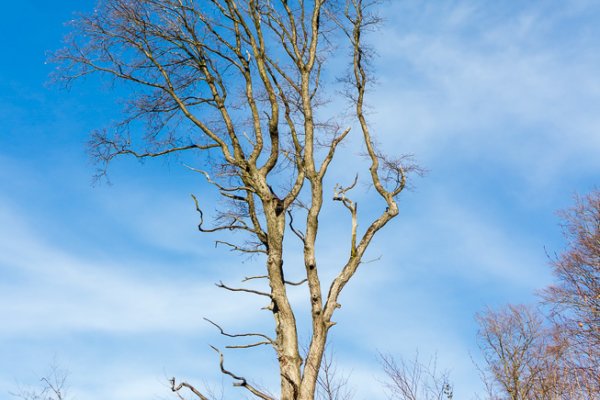 Stromy, ktoré prežili holorub vystierajú ruky k nebu