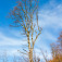 Stromy, ktoré prežili holorub vystierajú ruky k nebu
