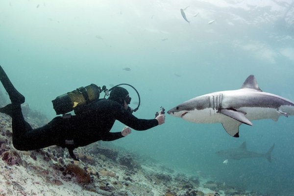 JP Bodha – potápanie so žralokmi (foto: Daniel Botelho)