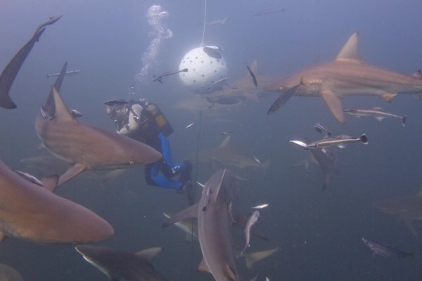 JP Bodha – potápanie so žralokmi 