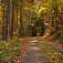 Krásna cesta v jesennom lese