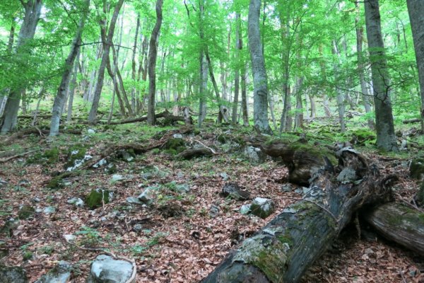 Popadané stromy v divočine