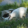Kozičky pri rieke v Krásne nad Kysuccou