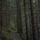 Temné smrekovcové lesy (november 2015)