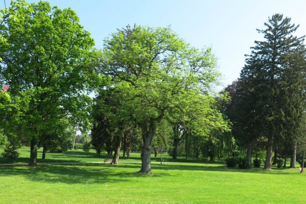 Rôznorodé stromy v parku