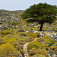 Krásny košatý strom na planine Lastos - začiatok aj koniec túry