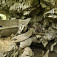 Hroby v tvare drevenej lode v jaskyni pri dedine Tampangallo 