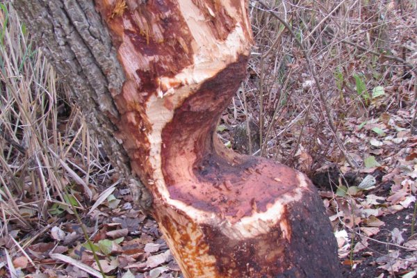 Bobrom na tvrdosti dreva nezáleží