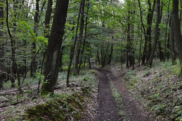 Lesná cesta pri Markovom potoku