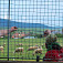 Z pohľadu lesnej zveri - Na zdravie ovečkám a všetkým statočným ľuďom, ktorí ich chovajú v našej krásnej krajine!
