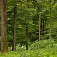 Jarný malokarpatský les