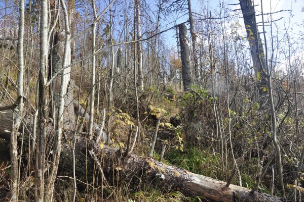 Pralesovité zvyšky lesa v Národnom parku Muránska planina - les rastie aj keď ho zničila veterná aj lykožrútová kalamita