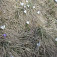 Šafrány v suchej tráve