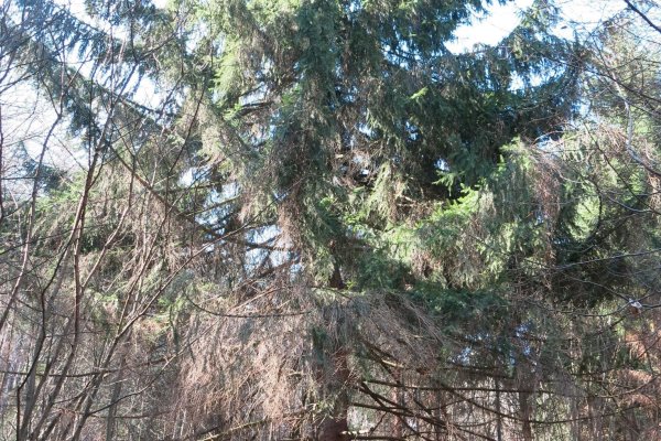 Strom nad hrobom rumunského vojaka