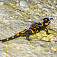 Salamandra v jaskyni (autor foto: Ľubomír Cupper)