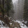 Cesta zahmleným lesom (autor foto: Ronald Koch)