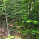 V lese je ukrytá latrína (pohľad od búdy - modrá folia)