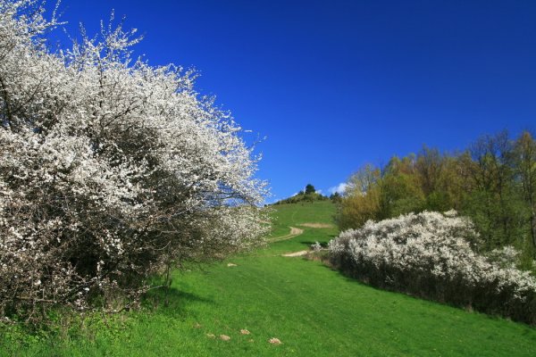 Voňavá jar pod Drienkovým (Šibeným) hŕbkom