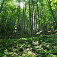Les v okolí Bujanova
