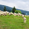 Stádo oviec tesne pred osadou Horní Kubušovci