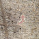 Vetchá šípka na turistickom chodníku za Uličským Krivým