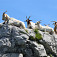 Kozy sa vyhrievajú na skale