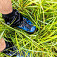 Nápor vody vo vysokej tráve je asi najťažší test pre vodotesnosť topánky