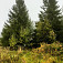 Prístrešok v Hiadeľskom sedle sa skrýva za stromami