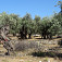 Olivové háje