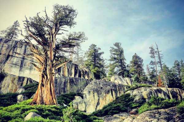 magické stromy v Sierre Nevade- Kalifornia