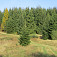 Nádherná smrečina nad Šumiacom