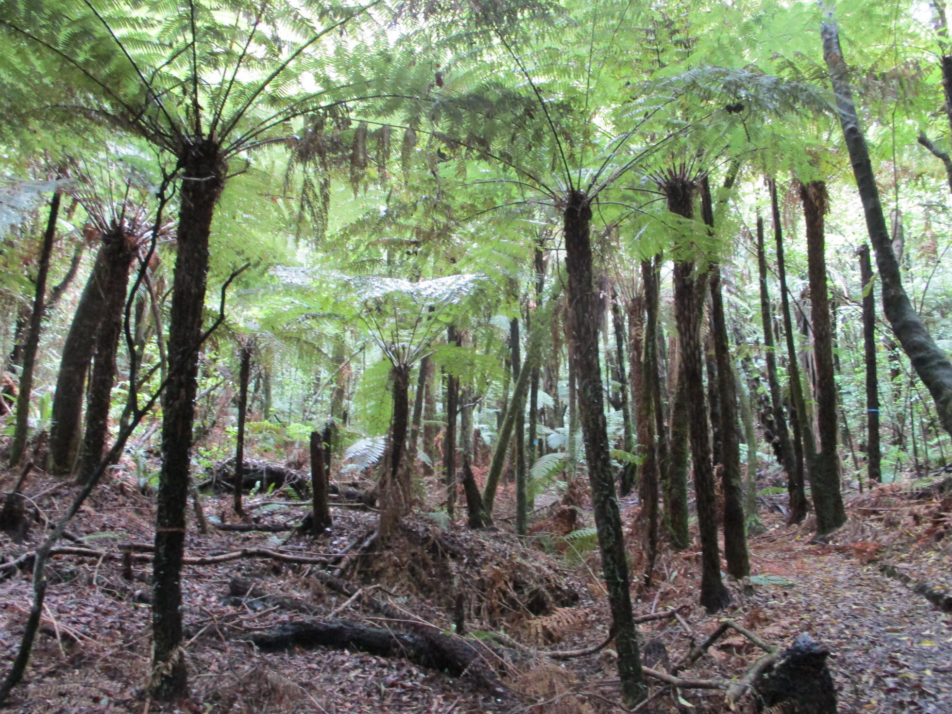 Les plný stromových papradí, Tikitapu Nature Walk