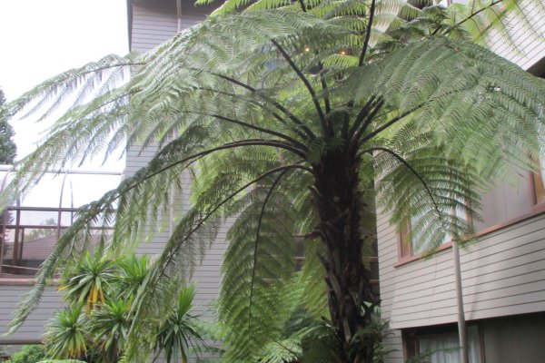 Stromová papraď v átriu hotela v Rotorui