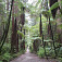 Chodník cez Redwood Forest