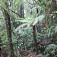 Džungľa pri ceste Tarawera