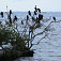Kormorány na ostrovčeku neďaleko brehu