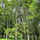 Hájik stromov kauri v Cornwall Parku