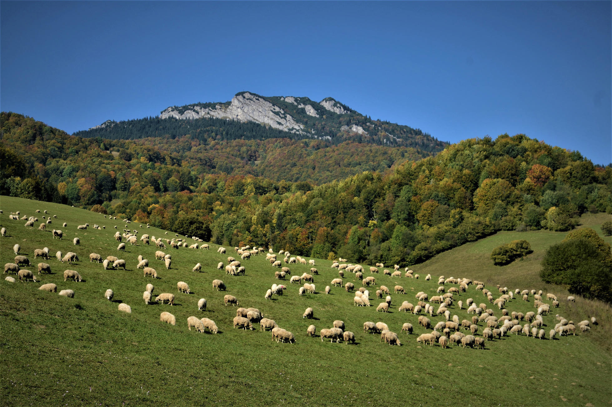 Horský kraj s ovečkami s lahodne cinkujacimi spiežovcami (autor foto: Miroslav Saniga)