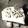 Ukážka nálezov z jaskýň - konkrétne medvedie kosti