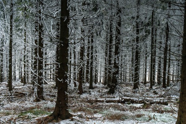 Zimný les pod Skalkou