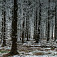 Zimný les pod Skalkou