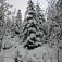 Stromy v zimnom šate