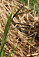 Kvitnúca ostrica