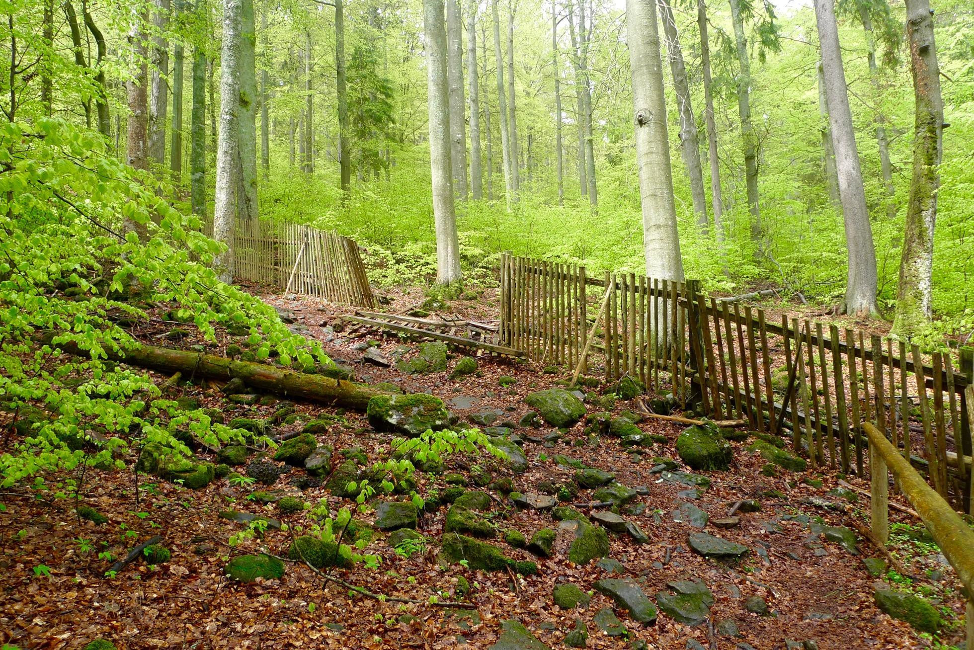 Boubínský prales, jadro pralesa chráni plot
