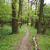 Príjemný lesný porast s úzkym chodníkom – súčasť náučného chodníka Vrbecko - Kuželovská stezka