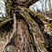 Tlejúca kostra starého stromu