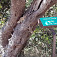Karob - strom, z ktorého sa vyrába karobovy prášok