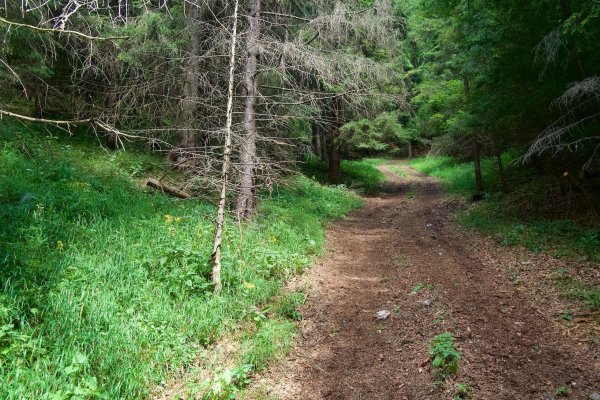 Prístuová lesná cesta je strmá diretka priamo po spádnici nahor