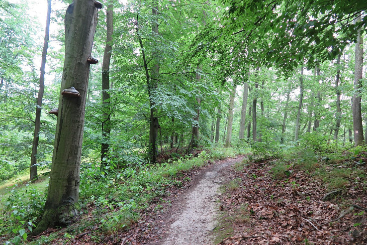 Prejazd divokým trailom